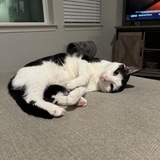 Entry image for Sergeant Meowenstein