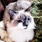 Entry image for Liberty Lou