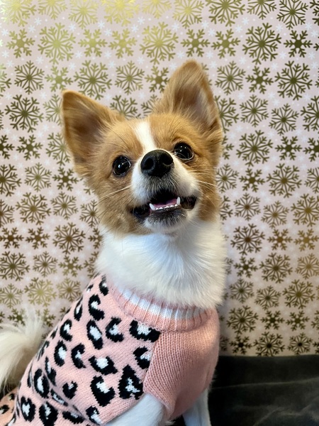 Entry image for Meena. Clicking this image will show a larger photo