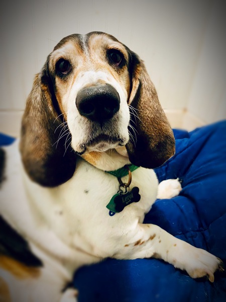 Entry image for Leroi. Clicking this image will show a larger photo