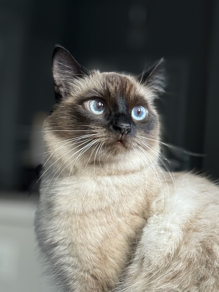 Entry image for Gravy. Clicking this image will show a larger photo