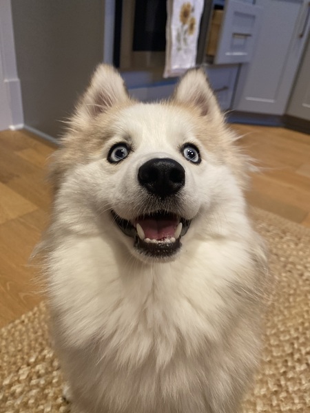 Entry image for Willow. Clicking this image will show a larger photo