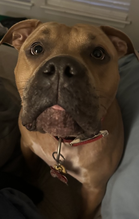 Entry image for Deebo Samuel. Clicking this image will show a larger photo