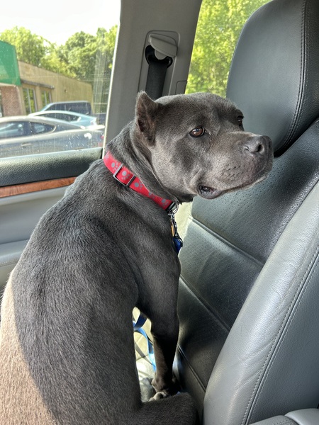 Entry image for Lemmi. Clicking this image will show a larger photo