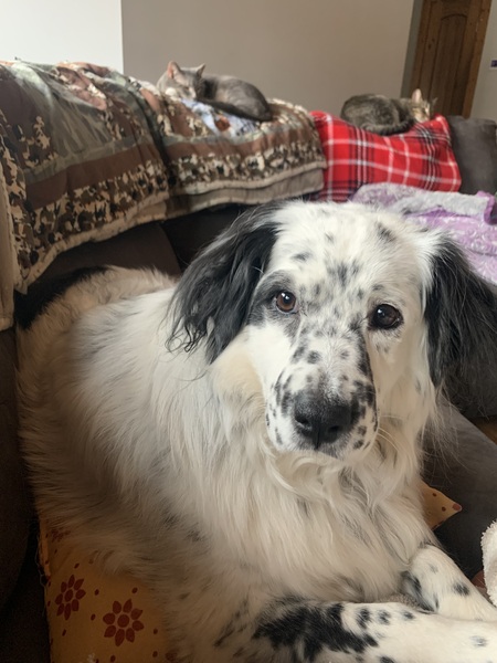 Entry image for Cookie. Clicking this image will show a larger photo