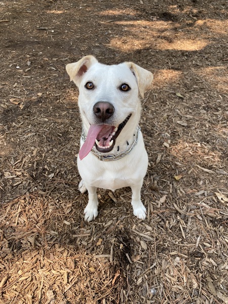 Entry image for Goose. Clicking this image will show a larger photo