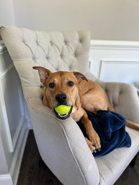 Entry image for Bagel. Clicking this image will show a larger photo