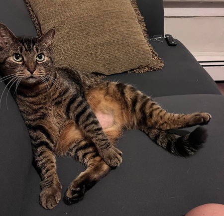 Entry image for Winston. Clicking this image will show a larger photo