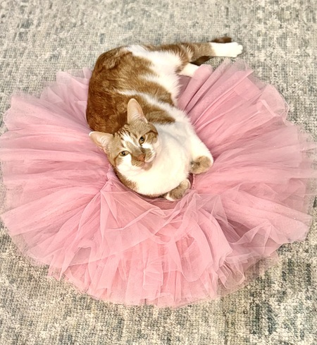 Entry image for Ollie. Clicking this image will show a larger photo