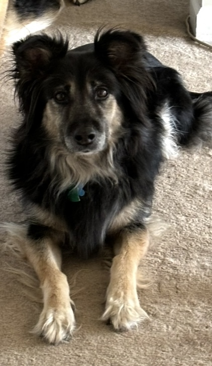 Entry image for Juni Bug. Clicking this image will show a larger photo