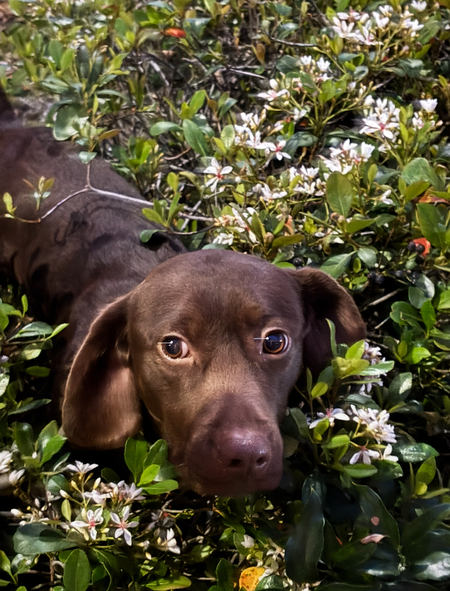 Entry image for Rhedd. Clicking this image will show a larger photo