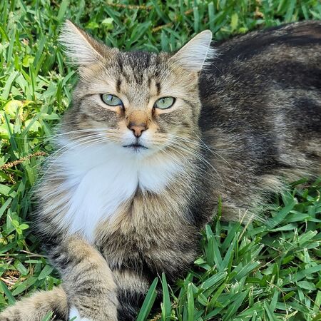 Entry image for Fluff. Clicking this image will show a larger photo