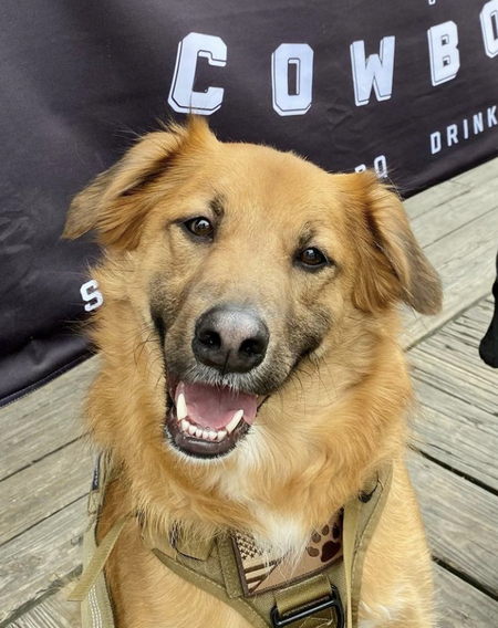 Entry image for Gator. Clicking this image will show a larger photo