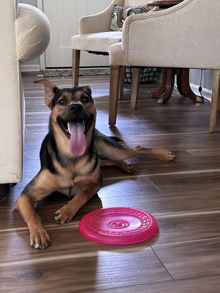 Entry image for Bear Bernadette. Clicking this image will show a larger photo