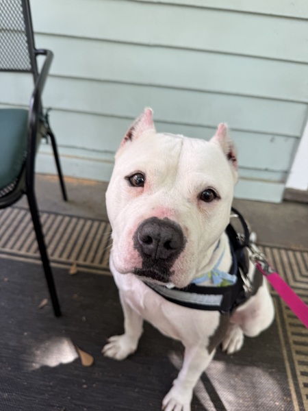 Entry image for Braveheart . Clicking this image will show a larger photo