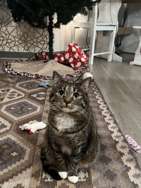 Entry image for Paloma. Clicking this image will show a larger photo