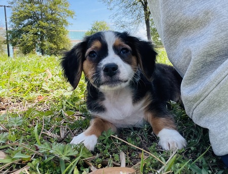 Entry image for Remi. Clicking this image will show a larger photo