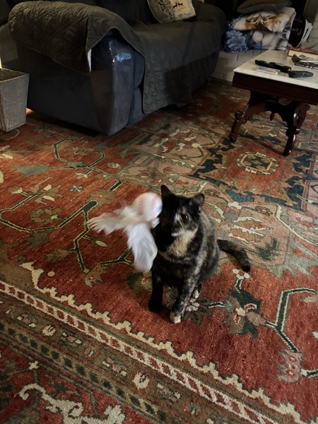 Entry image for Tinker Wiggins. Clicking this image will show a larger photo