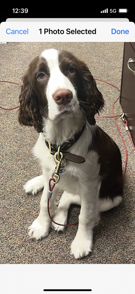 Entry image for Otis. Clicking this image will show a larger photo