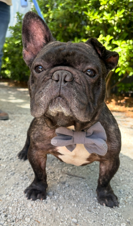 Entry image for Valentine . Clicking this image will show a larger photo