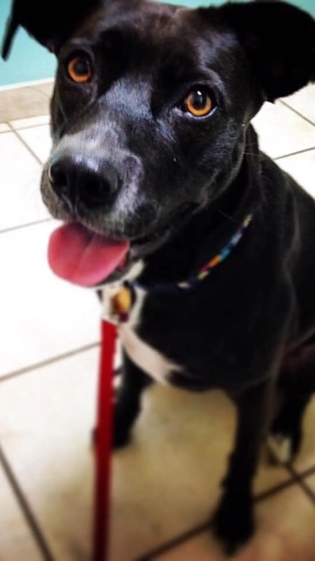 Entry image for CoCo. Clicking this image will show a larger photo