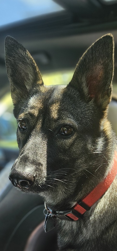 Entry image for Scarlett. Clicking this image will show a larger photo