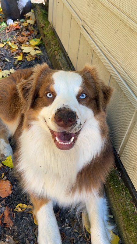 Entry image for Obi Wan. Clicking this image will show a larger photo