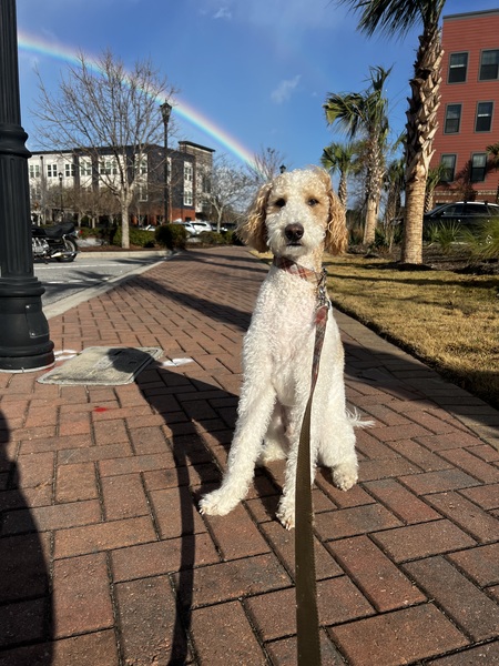 Entry image for Benny. Clicking this image will show a larger photo