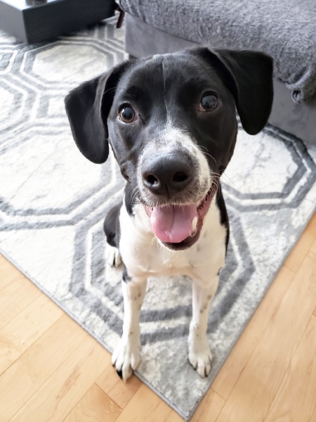 Entry image for Jack. Clicking this image will show a larger photo