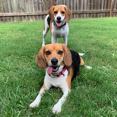 Entry image for Skye and Reign . Clicking this image will show a larger photo