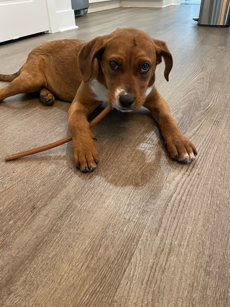 Entry image for Nala. Clicking this image will show a larger photo