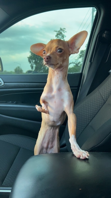 Entry image for Lil Bean. Clicking this image will show a larger photo