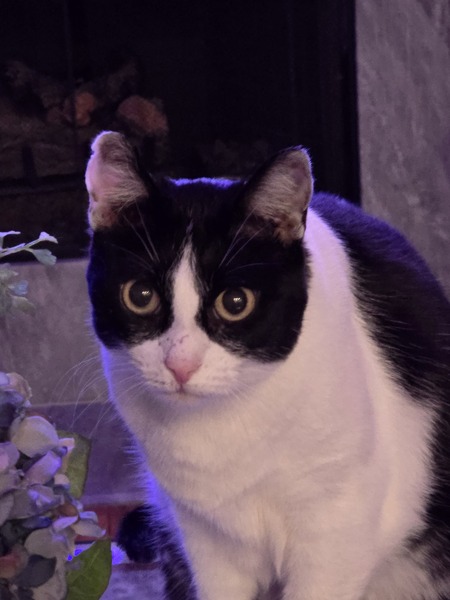 Entry image for Charlie. Clicking this image will show a larger photo