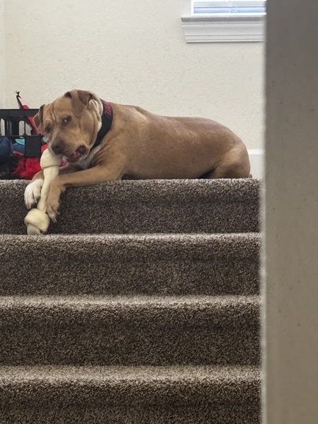 Entry image for Tank. Clicking this image will show a larger photo