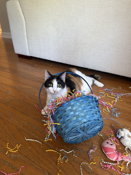 Entry image for Combo. Clicking this image will show a larger photo