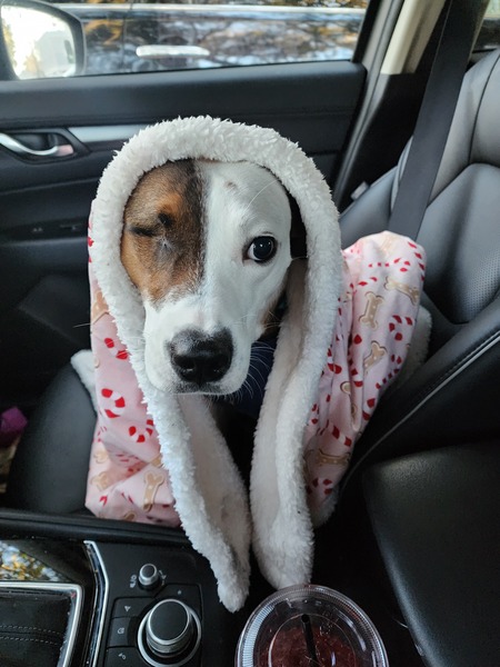 Entry image for Willow. Clicking this image will show a larger photo