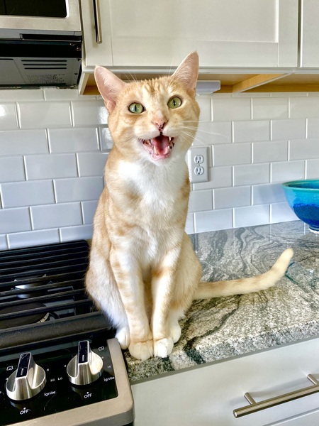 Entry image for Bubba. Clicking this image will show a larger photo