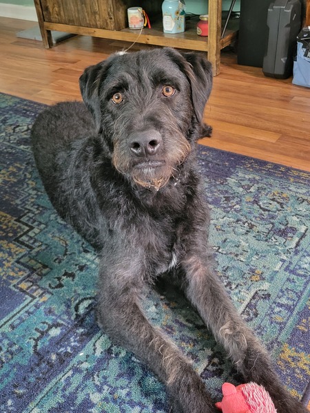 Entry image for Lupin. Clicking this image will show a larger photo