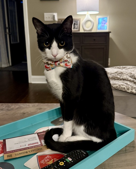 Entry image for Enzo. Clicking this image will show a larger photo