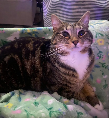 Entry image for Lola. Clicking this image will show a larger photo