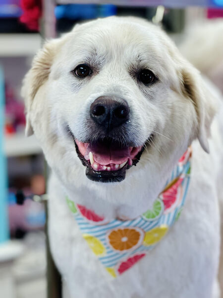 Entry image for Fiona. Clicking this image will show a larger photo