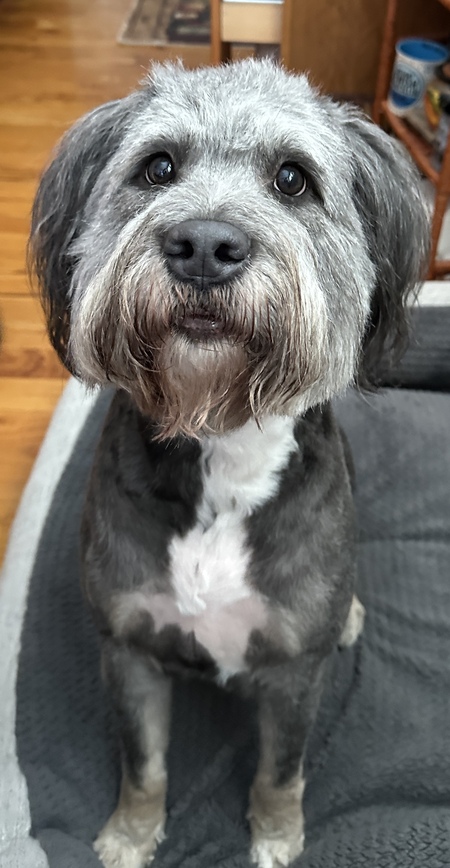 Entry image for Sadie. Clicking this image will show a larger photo