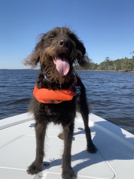 Entry image for Rhett. Clicking this image will show a larger photo