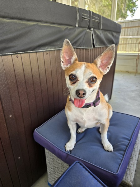 Entry image for Ginger. Clicking this image will show a larger photo