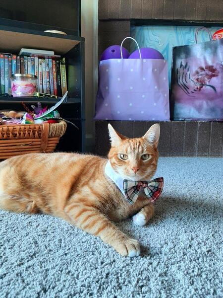 Entry image for Ginger. Clicking this image will show a larger photo