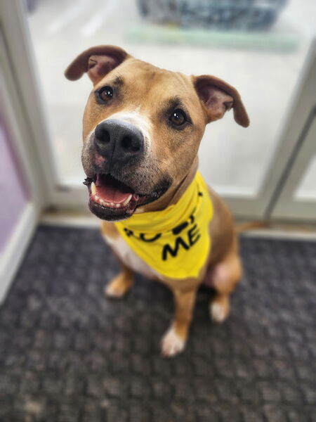 Entry image for Rocky. Clicking this image will show a larger photo