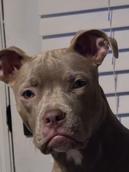 Entry image for Maggie. Clicking this image will show a larger photo