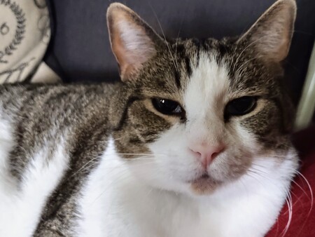 Entry image for Trouble. Clicking this image will show a larger photo