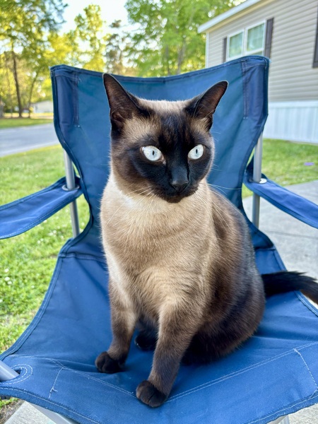 Entry image for Dash. Clicking this image will show a larger photo