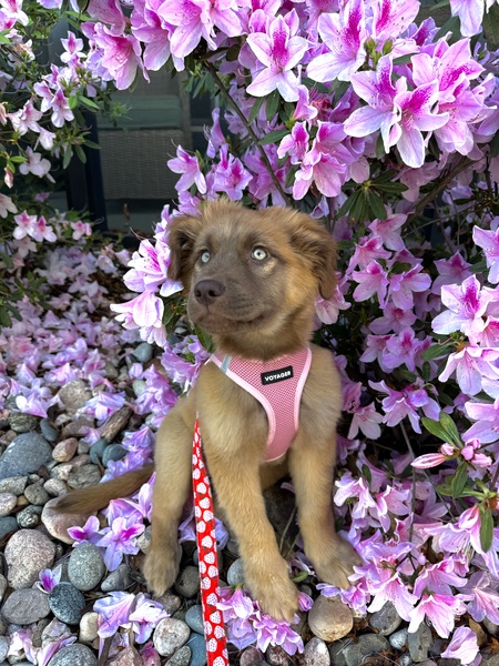 Entry image for Muffin. Clicking this image will show a larger photo